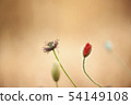 poppy 54149108