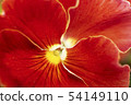 pansy 54149110