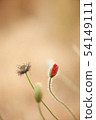 poppy 54149111