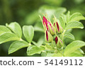 rose 54149112