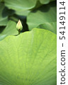 Lotus 54149114