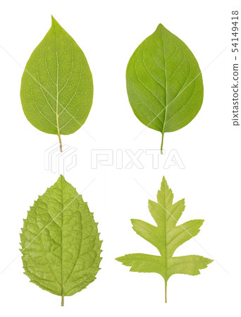The green leaves of interesting and classic, ordinary forms resembling the apple tree, oak or maple 54149418