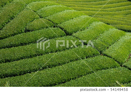 Tea plantation (Takase, Santoyo, Kagawa Prefecture) Tea plantation (Takase, Santoyo, Kagawa Prefecture) 54149458