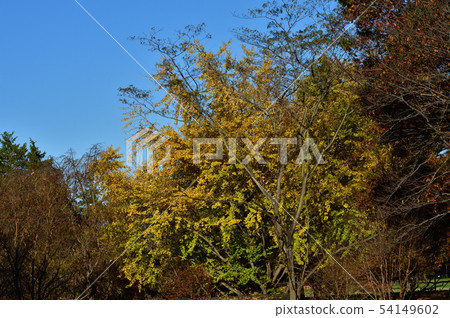 Photo taken of a yellowish tree against a blue sky Photo taken of a yellowish tree against a blue sky 54149602