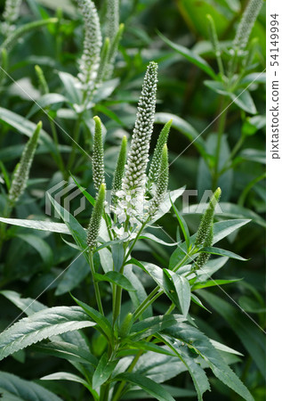 虎尾Toranoo 54149994