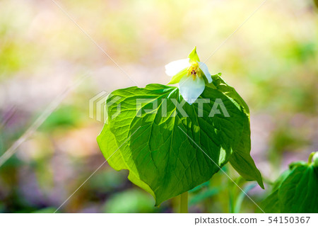 Spring flower 54150367