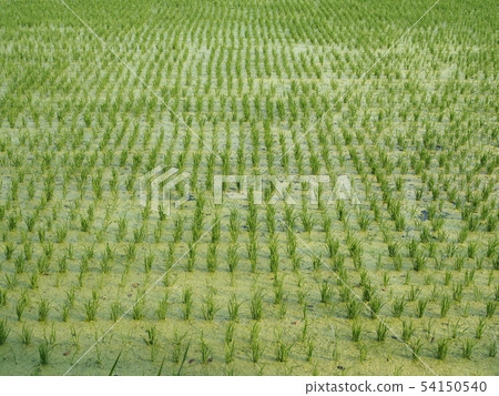 Green algae covering paddy field 54150540