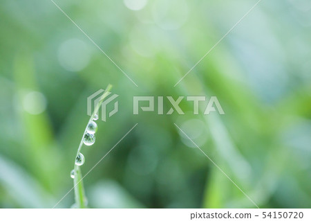 初夏的露水 - 清新的景象，早晨的露水照在草地上，雜草在斜坡上 54150720