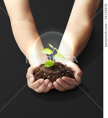 棕櫚芽中的植物 - 幼葉 - 生長 - 未來 54150878