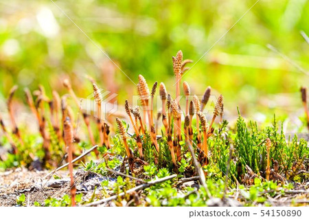 Tsukushi Tsukushi 54150890