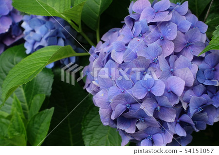 Blue-blue large flower _ hydrangea _ flower language _ patient affection 54151057