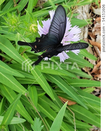 Resting feathers Resting feathers 54151606
