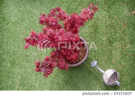 Acer palmatum tree on a synthetic grass terrace Acer palmatum tree on a synthetic grass terrace 54151607