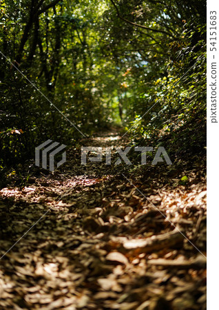 A ray of sunlight stabbing the beast in the forest in May 54151683