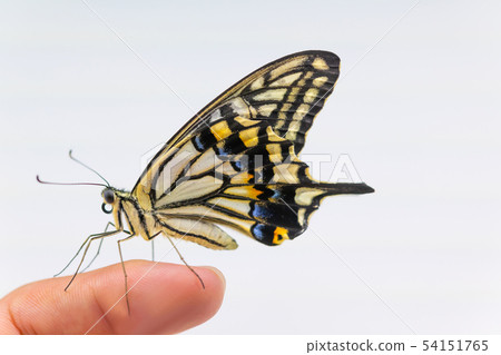 Swallowtail swallowtail finger hand Swallowtail swallowtail finger hand 54151765