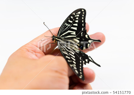 Swallowtail燕尾手指手 Swallowtail燕尾手指手 54151770