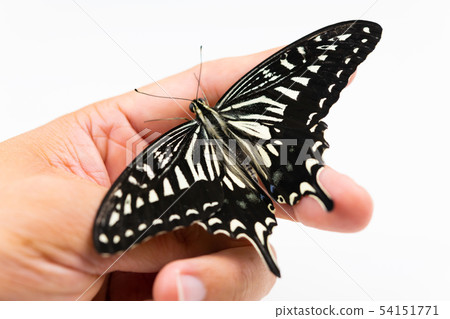 Swallowtail燕尾手指手 54151771