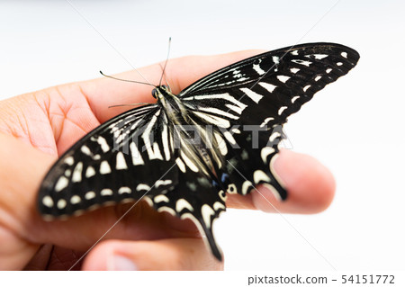 Swallowtail swallowtail finger hand Swallowtail swallowtail finger hand 54151772