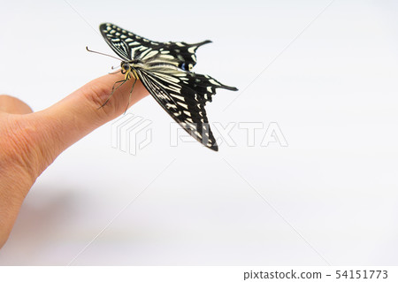 Swallowtail swallowtail finger hand 54151773