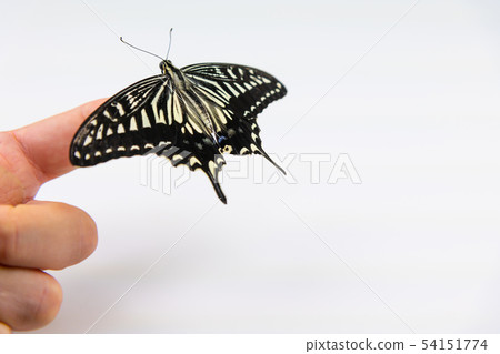 Swallowtail swallowtail finger hand Swallowtail swallowtail finger hand 54151774