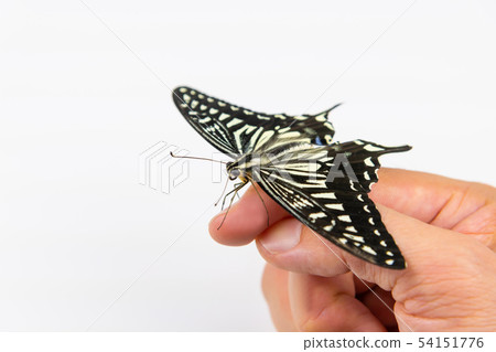 Swallowtail swallowtail finger hand Swallowtail swallowtail finger hand 54151776