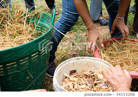 farmer growing straw mushroom in basket in farm. 54153208