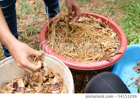 farmer growing straw mushroom in basket in farm. 54153209