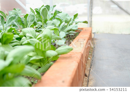 kale & baby bok choy chinese cabbage growing in vegetable farm 54153211