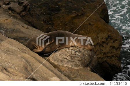 Sea Lion pup sleeps on rock. 54153440