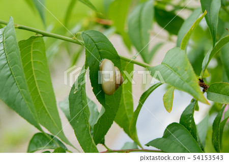 Snail and hydrangea flower Snail and hydrangea flower 54153543