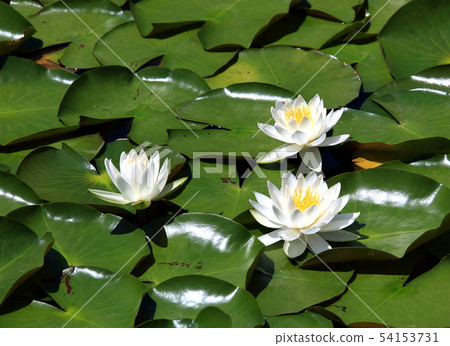 Water lily Water lily 54153731