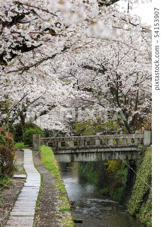 哲學的道路 -  Sakura-Somei Yoshino-Kyoto-Japan 54153907