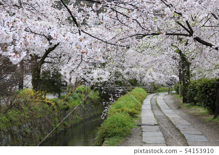 哲學的道路 -  Sakura-Somei Yoshino-Kyoto-Japan 54153910