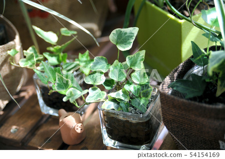 Plants of the window side Plants of the window side 54154169