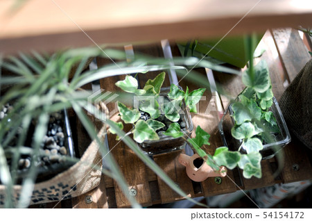 Plants of the window side Plants of the window side 54154172