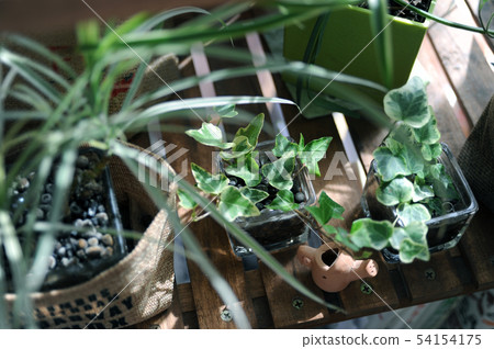 Plants of the window side Plants of the window side 54154175