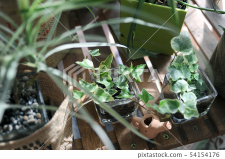 Plants of the window side Plants of the window side 54154176