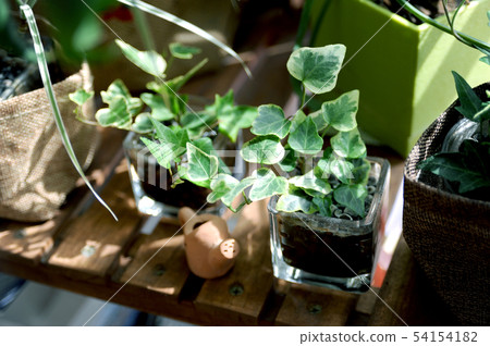 Plants of the window side Plants of the window side 54154182