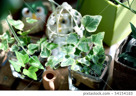 Plants of the window side Plants of the window side 54154183