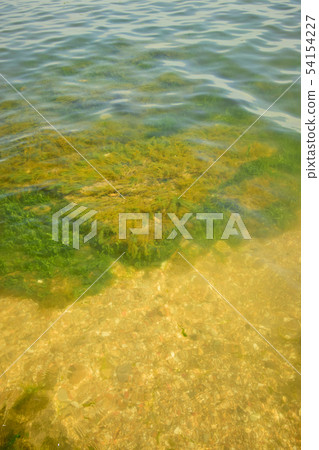 View of seaweed of Caspian Sea View of seaweed of Caspian Sea 54154227