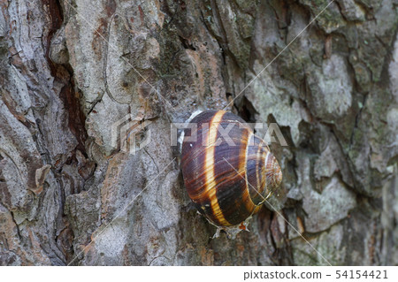 Close-up of sleeping grape snail Helix pomatia Close-up of sleeping grape snail Helix pomatia 54154421