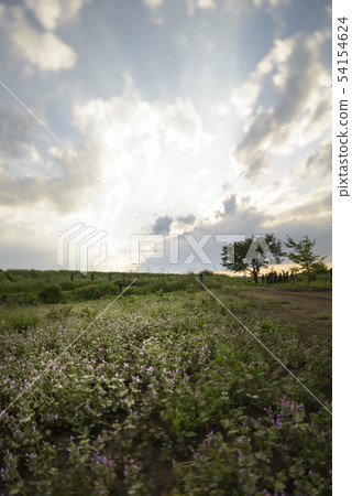 Grassland, the sun and the shift lens Grassland, the sun and the shift lens 54154624