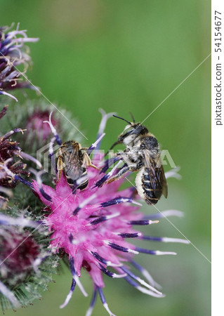 Macro of fluffy Caucasian bee Megachile rotundata Macro of fluffy Caucasian bee Megachile rotundata 54154677