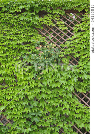 Ivy Ivy 54155013
