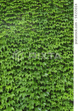 Ivy 54155014