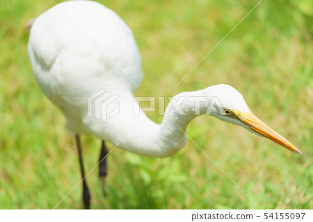 [Daisagi] doing a large injury · one foot 54155097