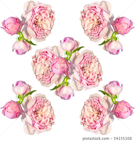Pink rose seamless pattern isolated. Pink rose seamless pattern isolated. 54155108