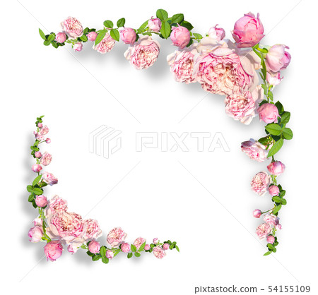 Framework from roses on white background. Framework from roses on white background. 54155109