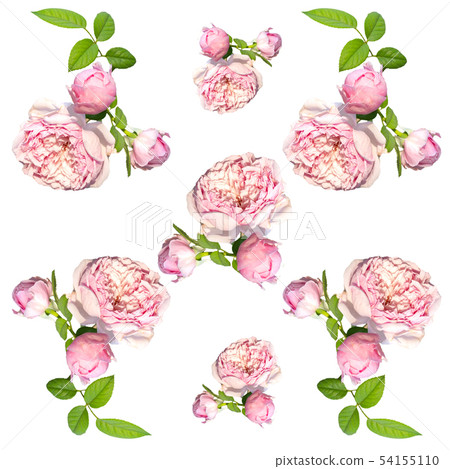 Pink rose seamless pattern isolated. Pink rose seamless pattern isolated. 54155110