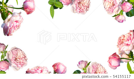 Framework from roses on white background. Framework from roses on white background. 54155117